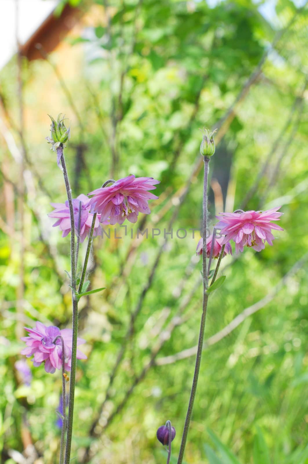 The pink akvilegiya blossoms in a garden