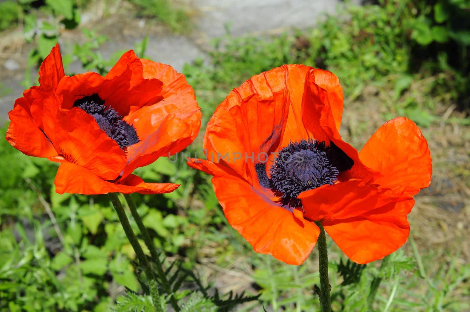 Big red poppies in a garden