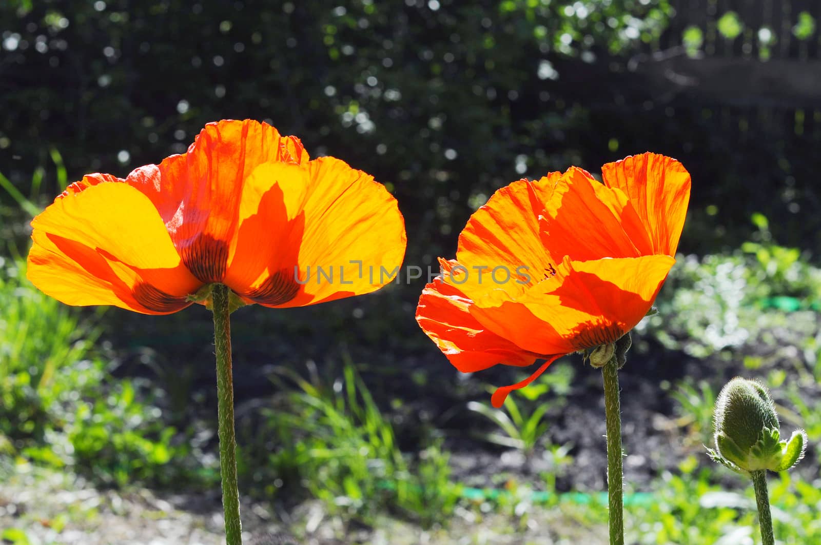 Big red poppies in a garden