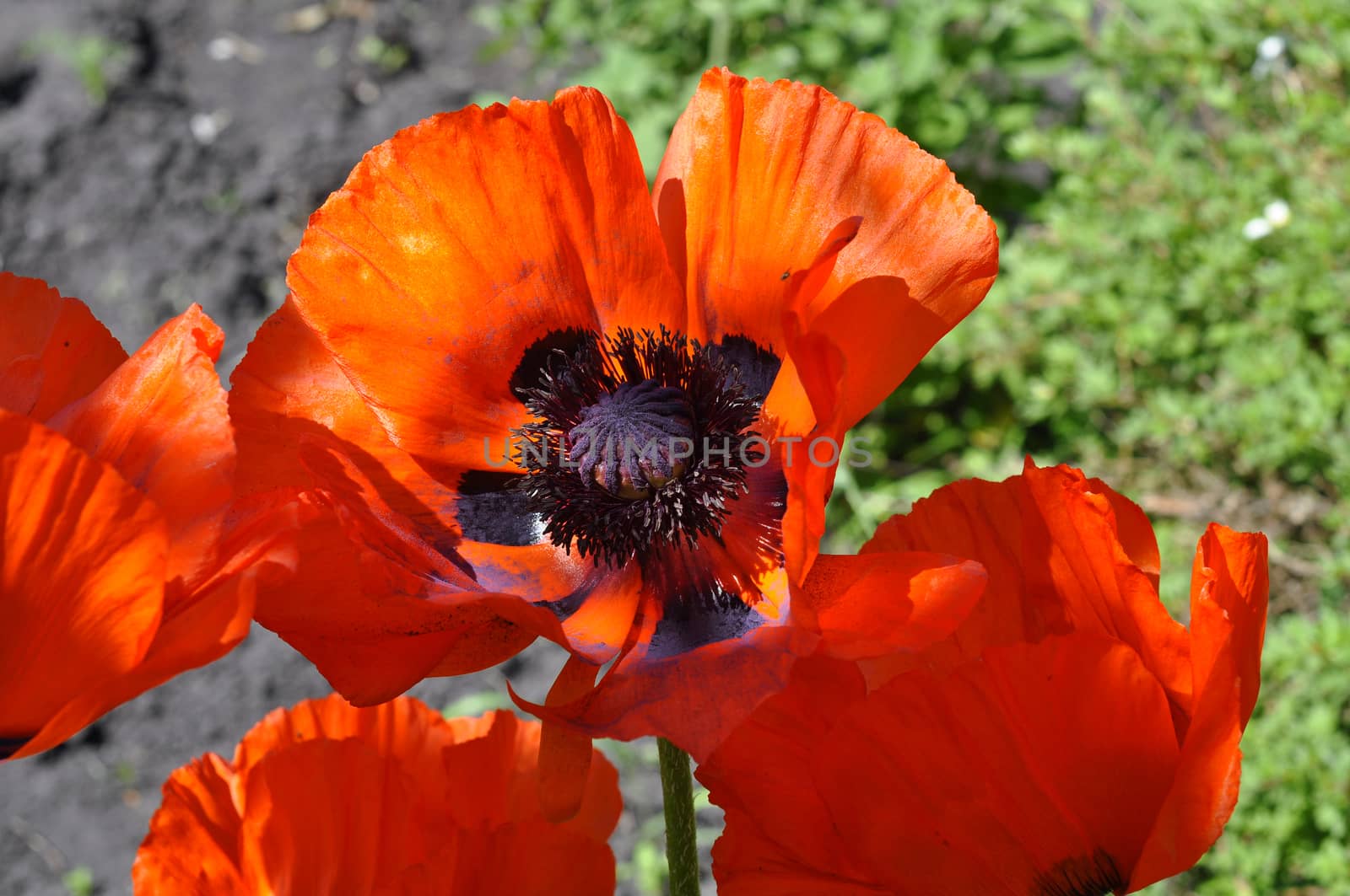 Big red poppies close up. by veronka72