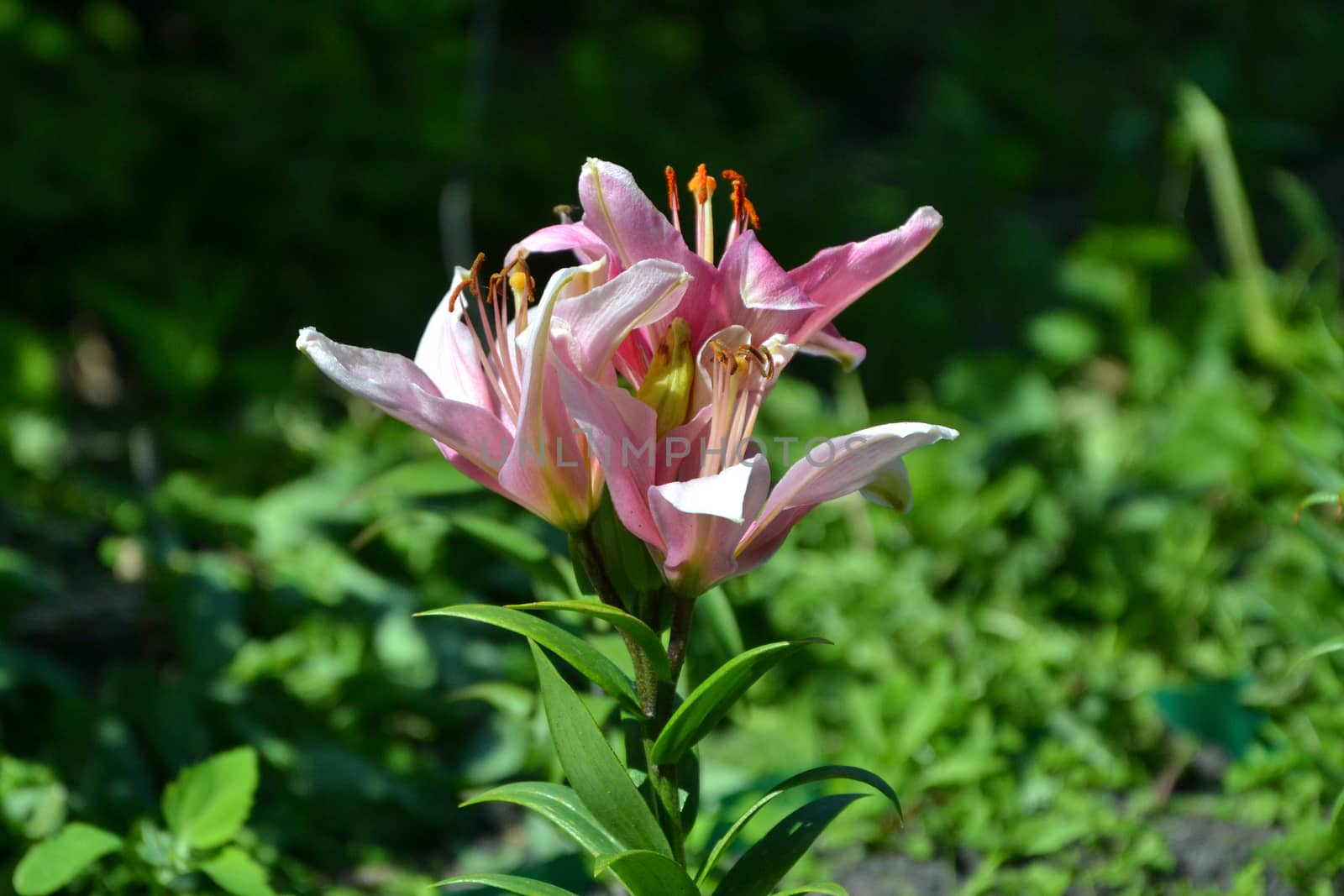 The pink lily blossoms in a garden