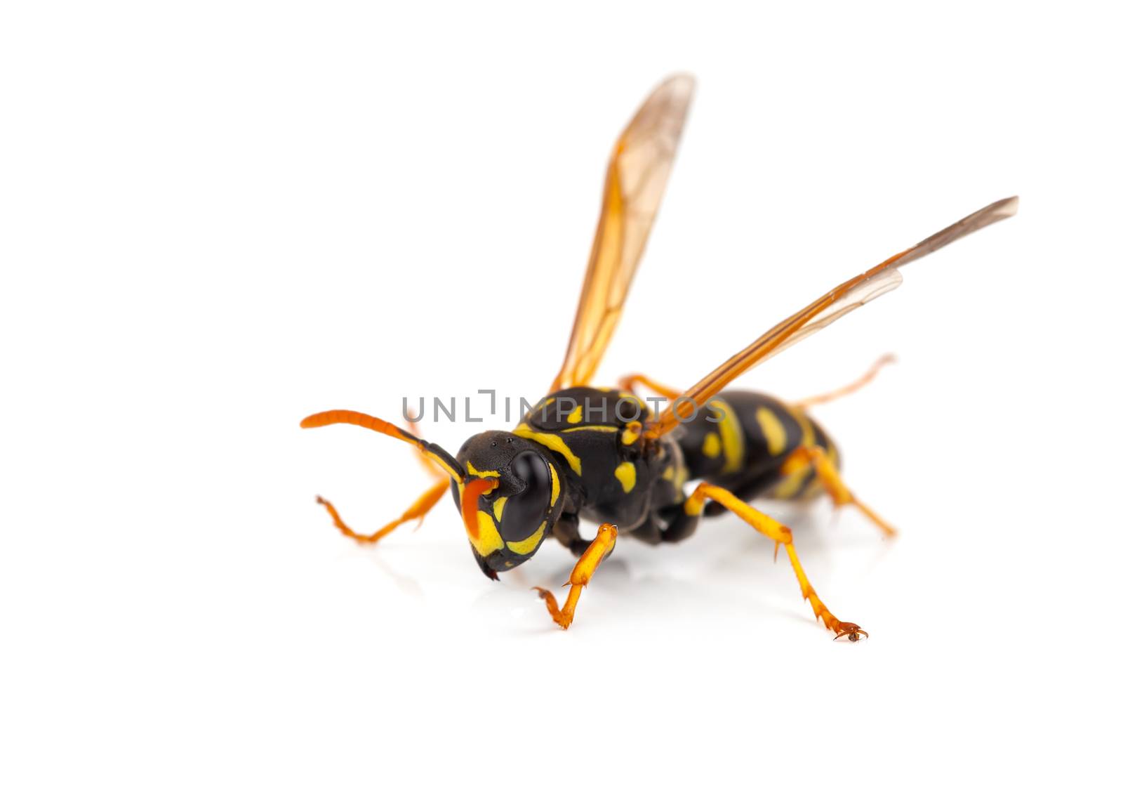 wasp isolated on white background