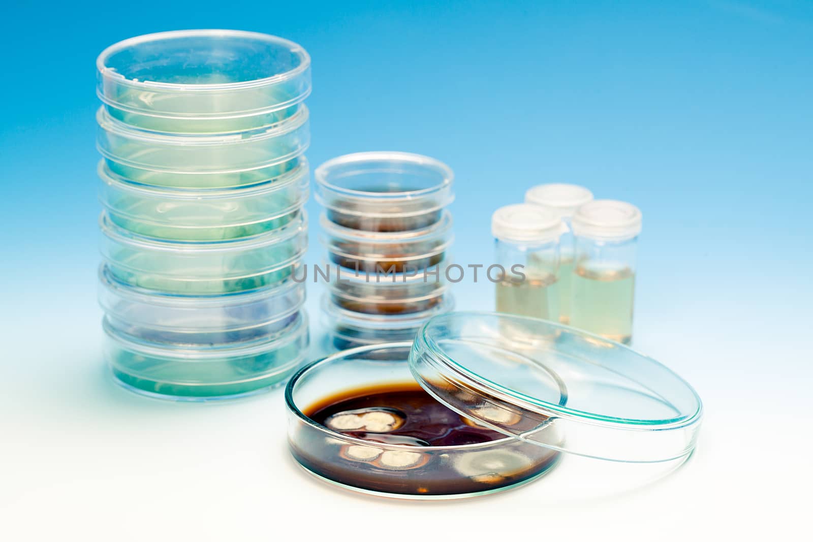 Petri dish with colonies of microorganisms