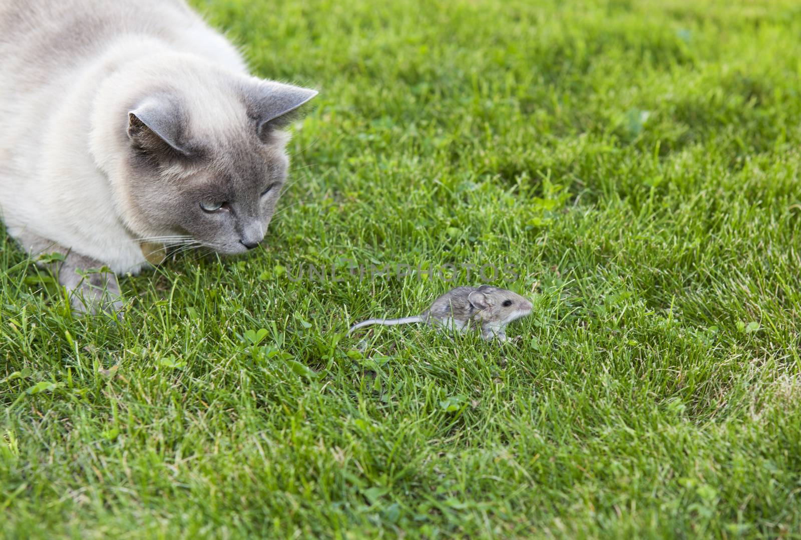 A Lilac Point Siamese cat hot on the trail of a  wild mouse.