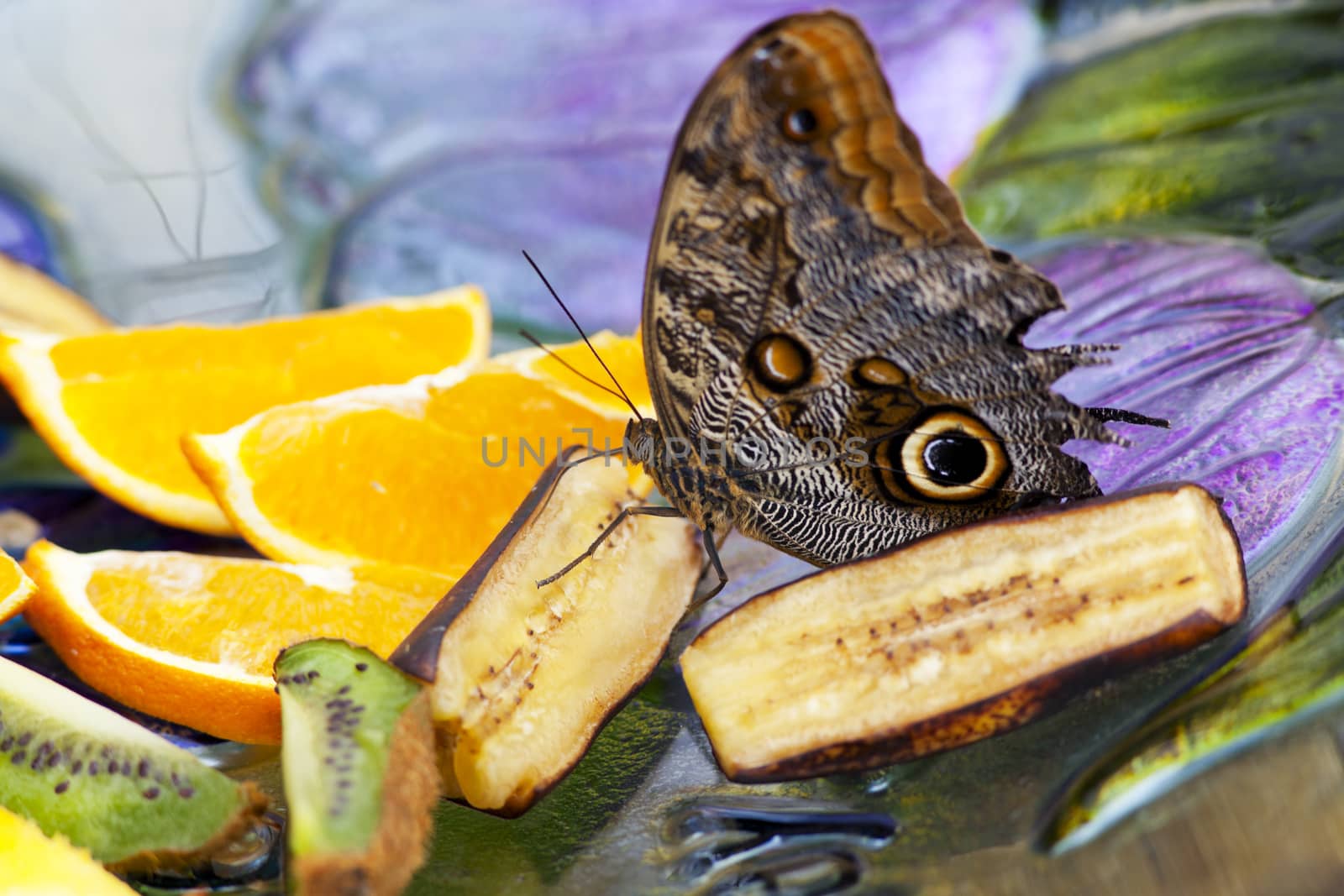 An Owl Butterfly feeding on banana and other fruit.