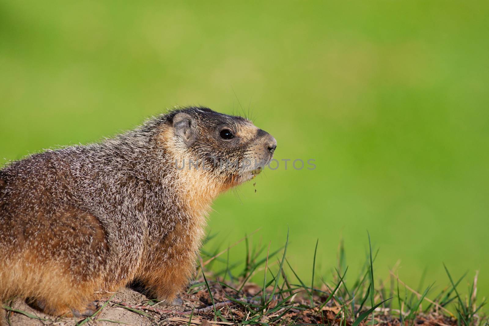 Yellow-bellied marmot with grass hanging from his mouth.  Near Wilson's Landing by Kelowna, British Columbia, Canada.