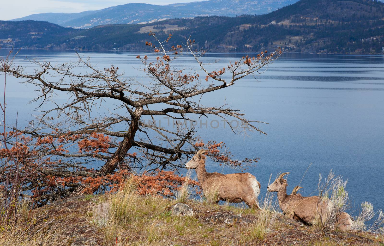 Rocky Mountain Goats along the west shore of Lake Okanagan in spring.