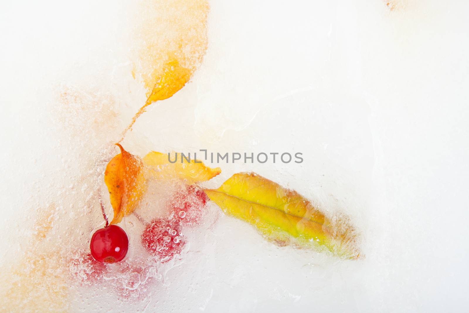 Yellowed leaves & red berries frozen in an icy puddle of water.