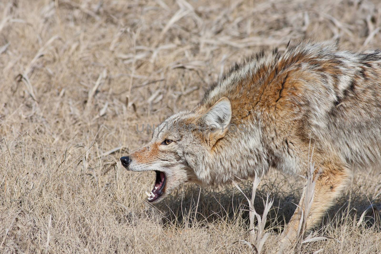 A fierce, snarling coyote with mouth open and hackles up.  Near Radium Hot Springs, British Columbia, Canada.