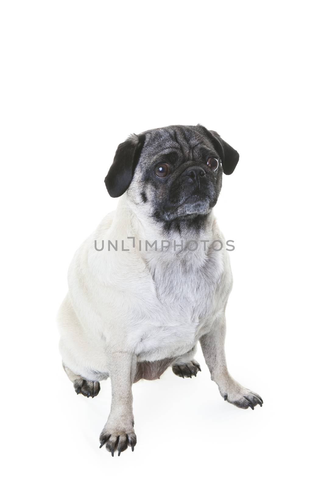 Am adorable Pug dog sitting on a white background. Slight drop shadow.