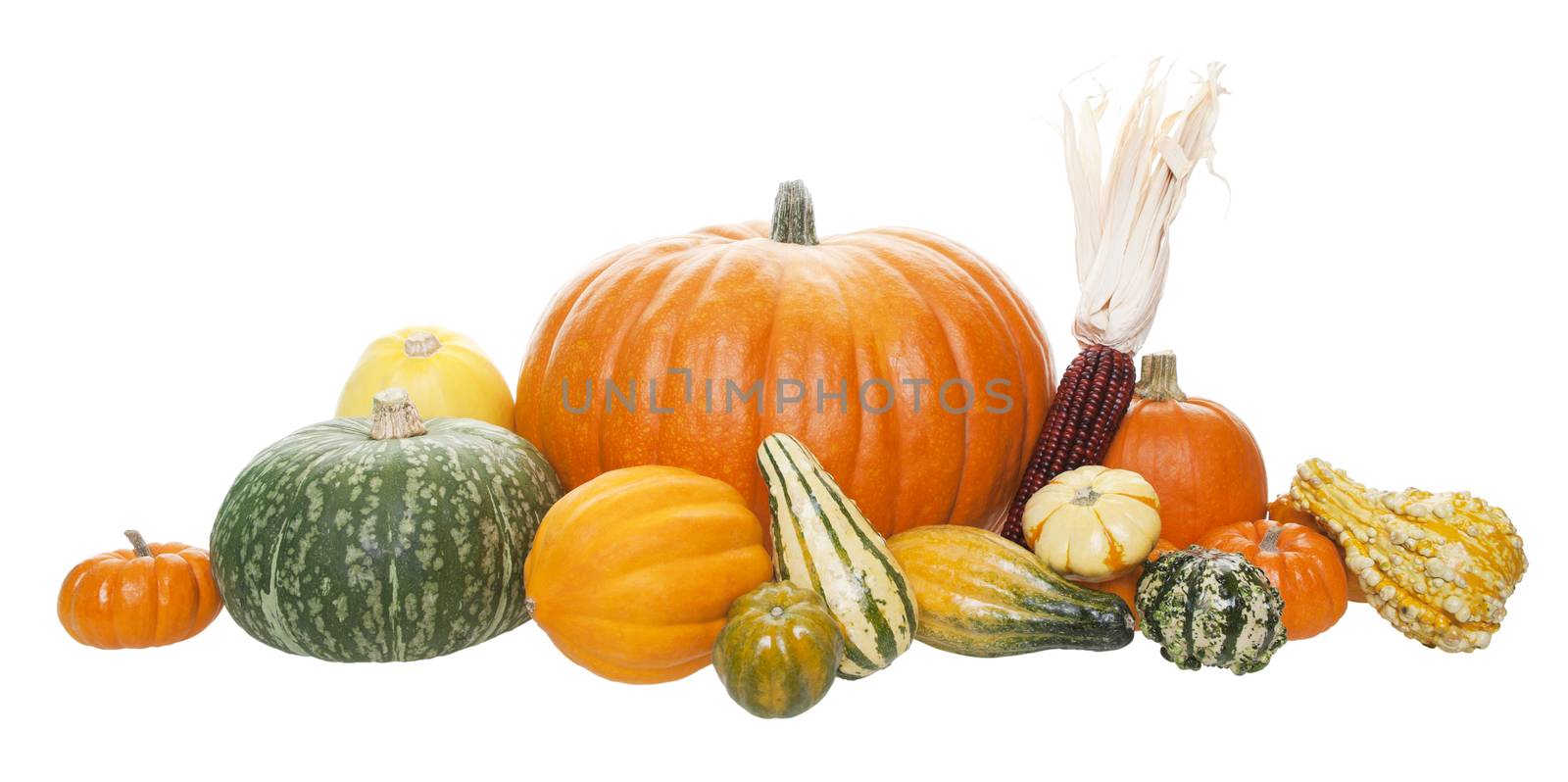 An arrangement of freshly harvested pumpkins, squashes, and gourds.  Shot on white background.