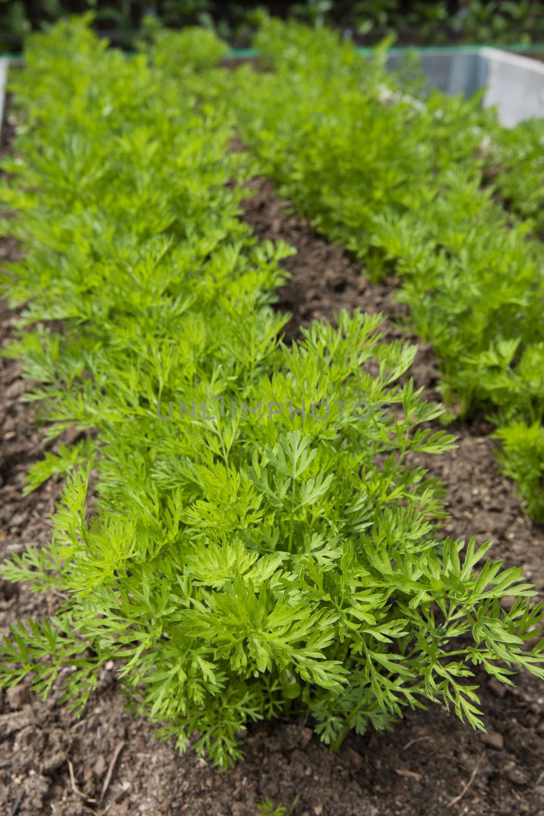 Young carrots growing in a raised vegetable garden bed.  Shallow Depth of Field.