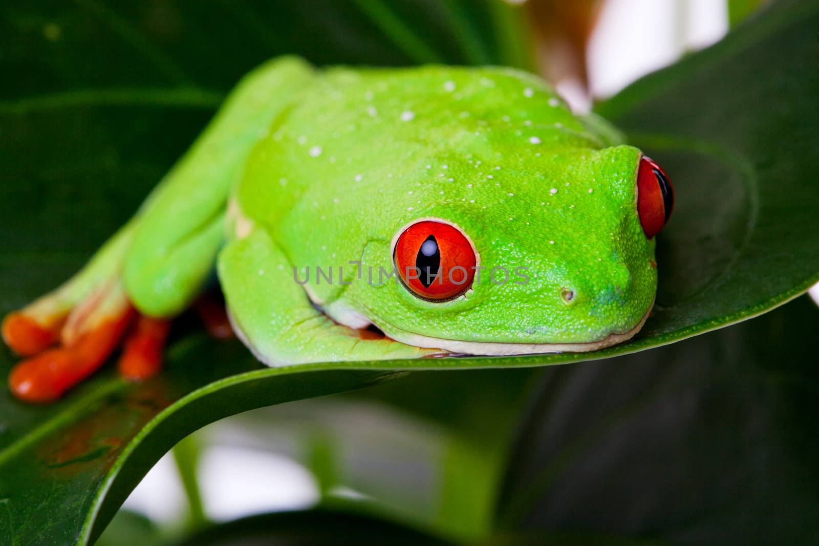 Frog on Leaf by songbird839