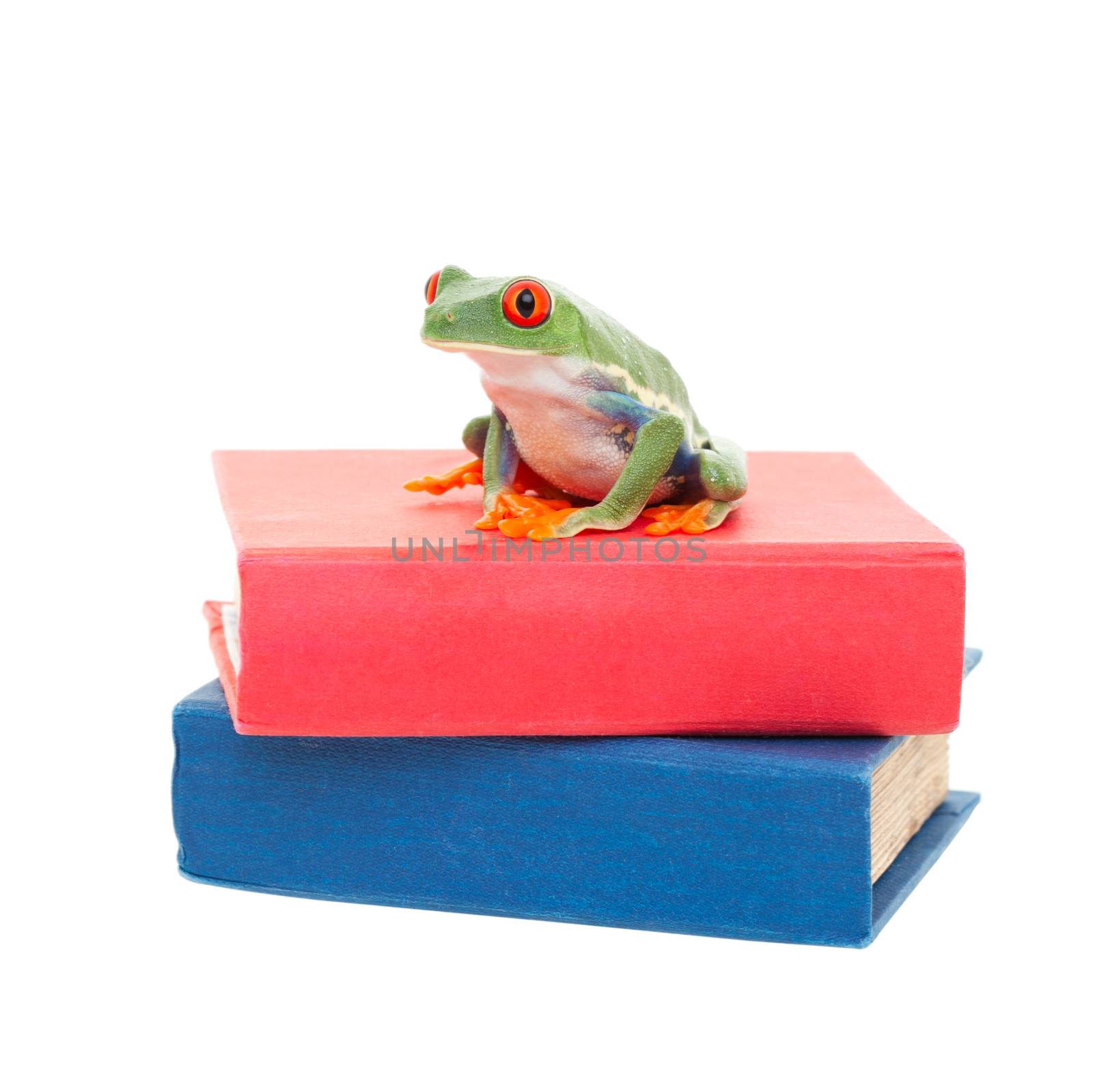 A red-eyed tree frog sitting on a stack of text books.  Science learning concept.