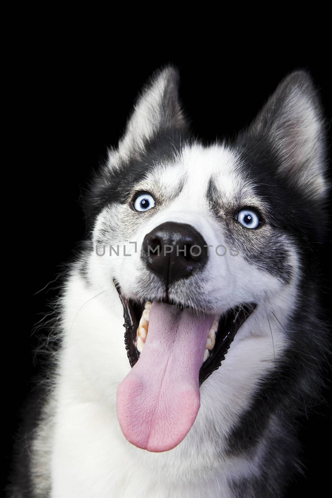 Portrait of a Husky with a huge happy grin on black background.  Good view of mouth.