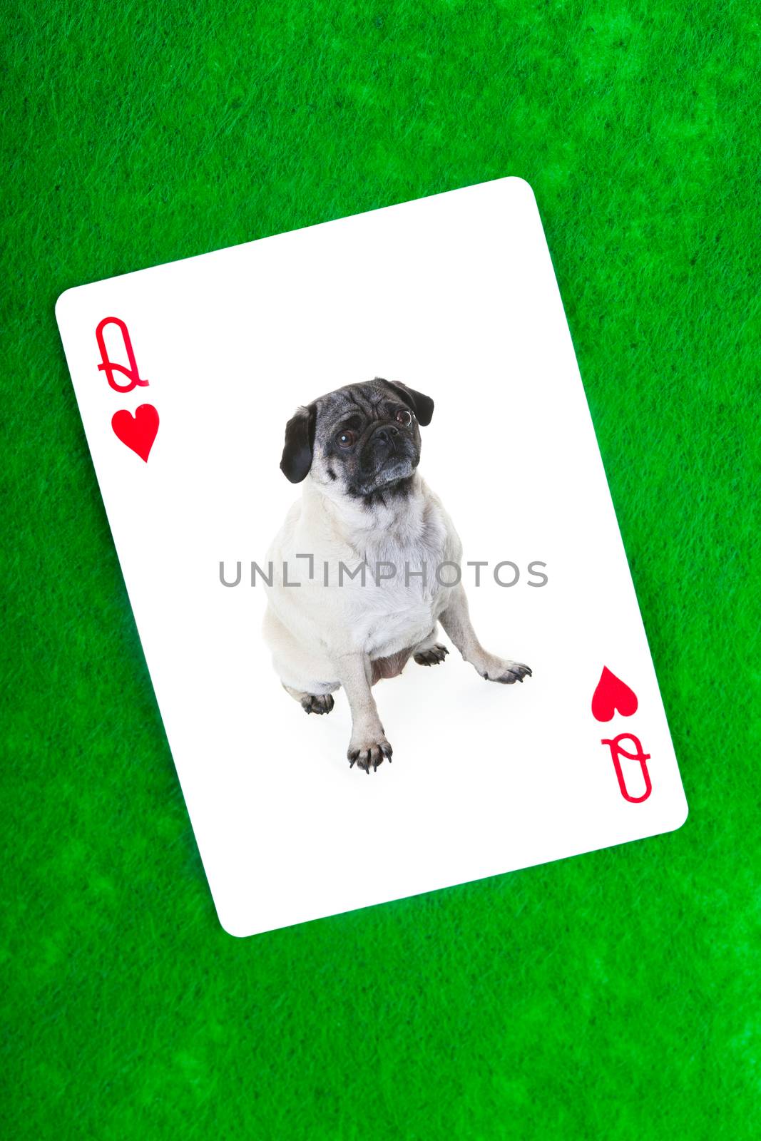 A purebred Pug on a playing card against green felt.  A fitting frame for a little dog who thinks she is queen!