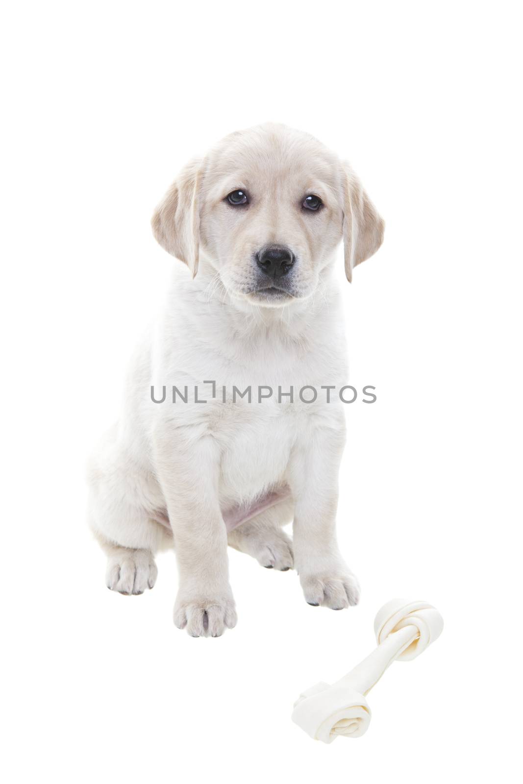 Golden Retriever Puppy by songbird839