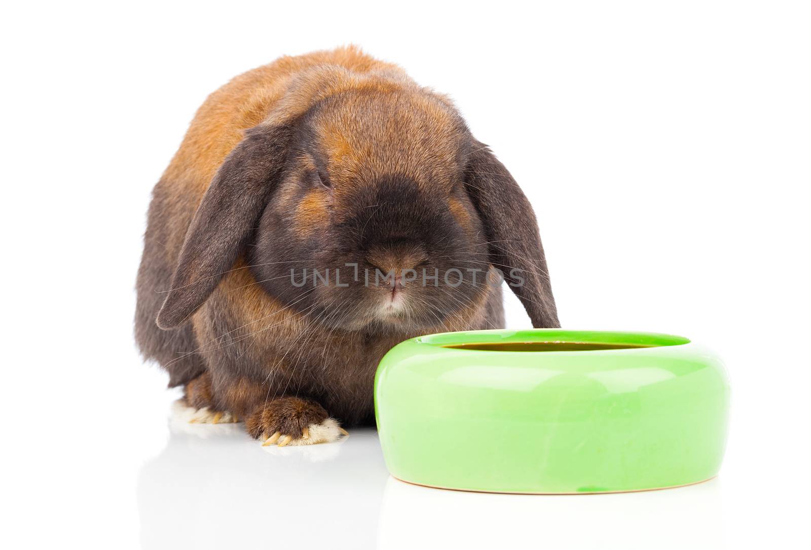 rabbit isolated on a white background