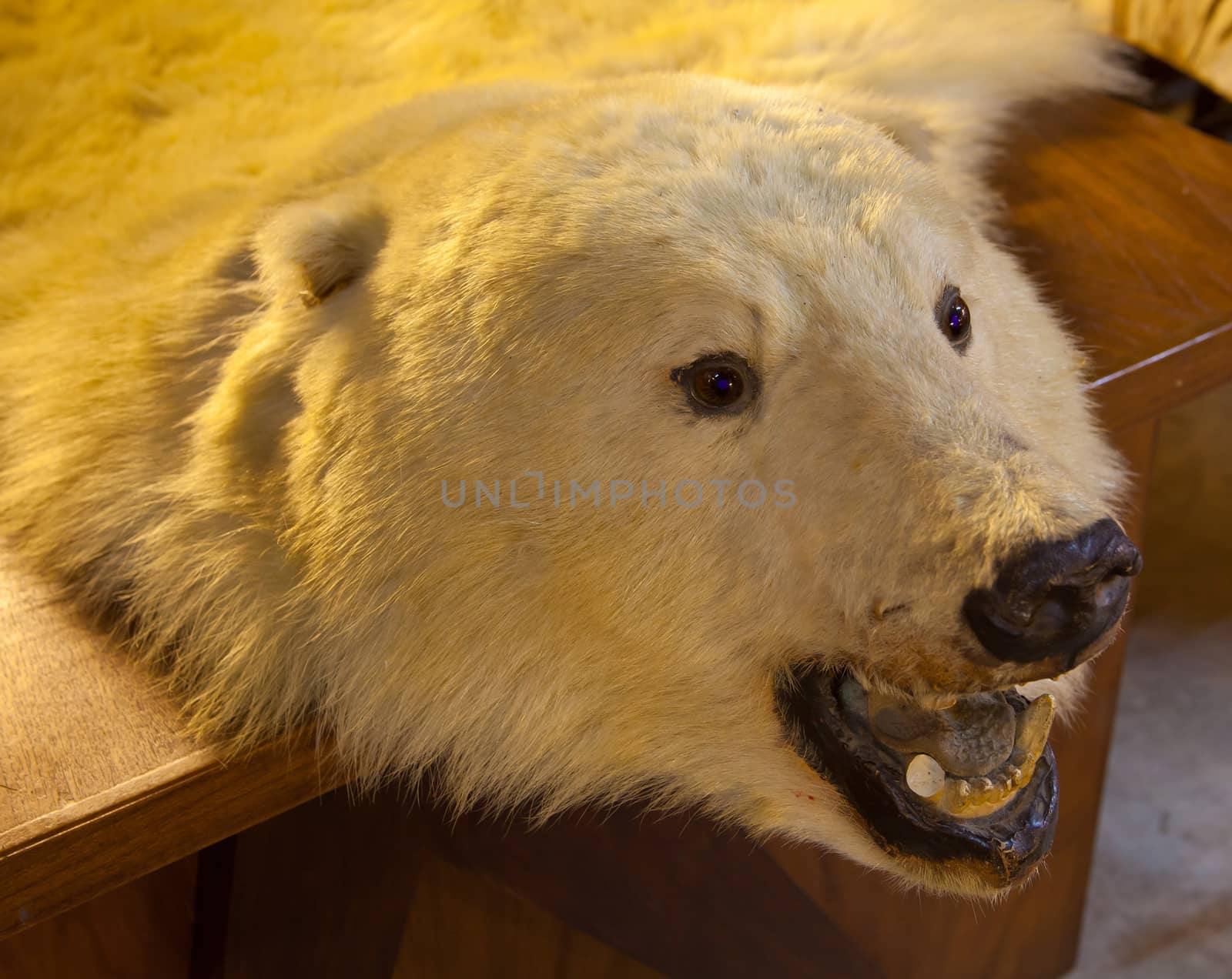 Fur of bear on the table