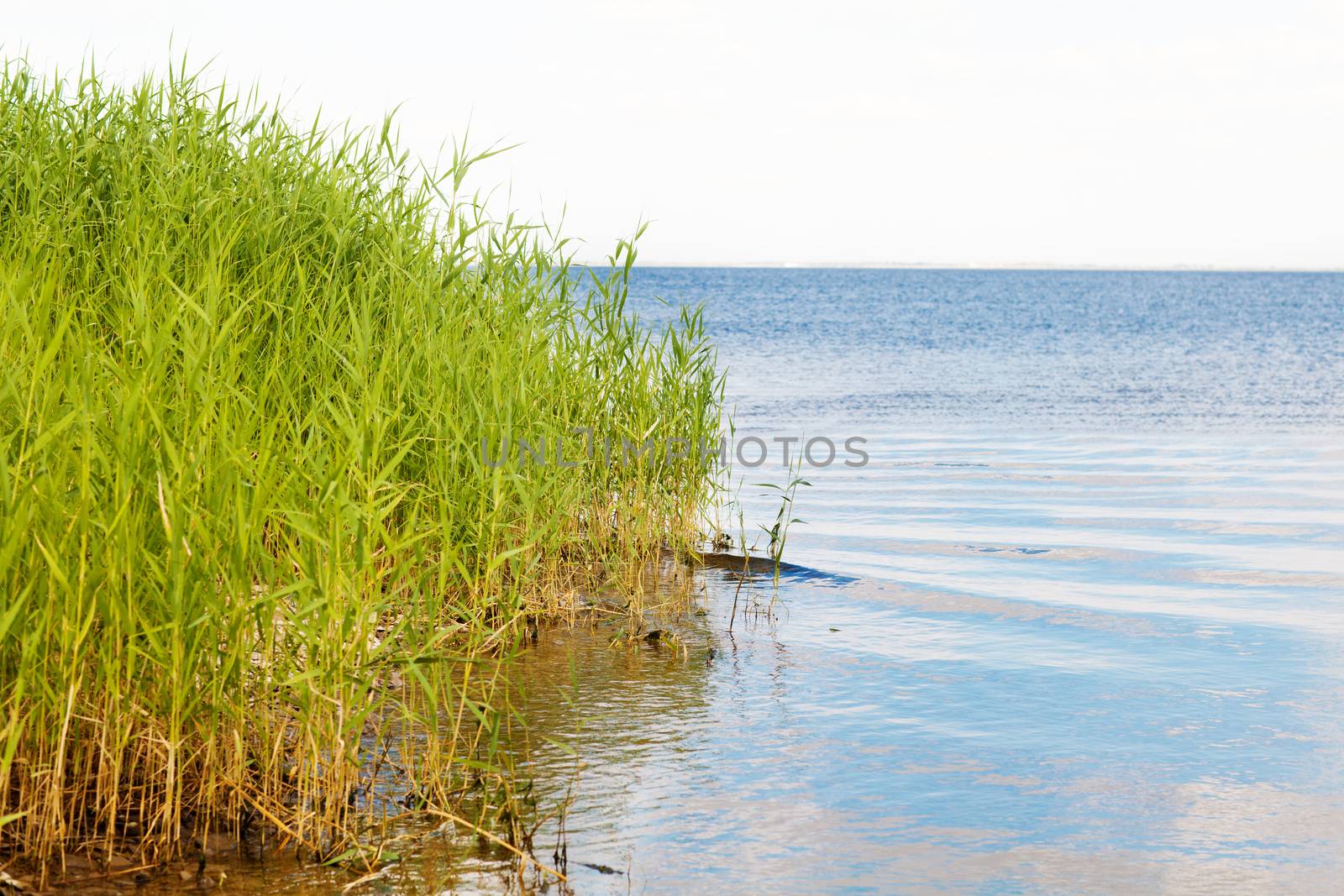 green reeds on the lake