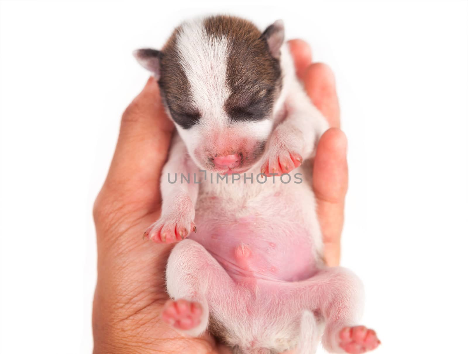 puppy dog with hand isolated on white background