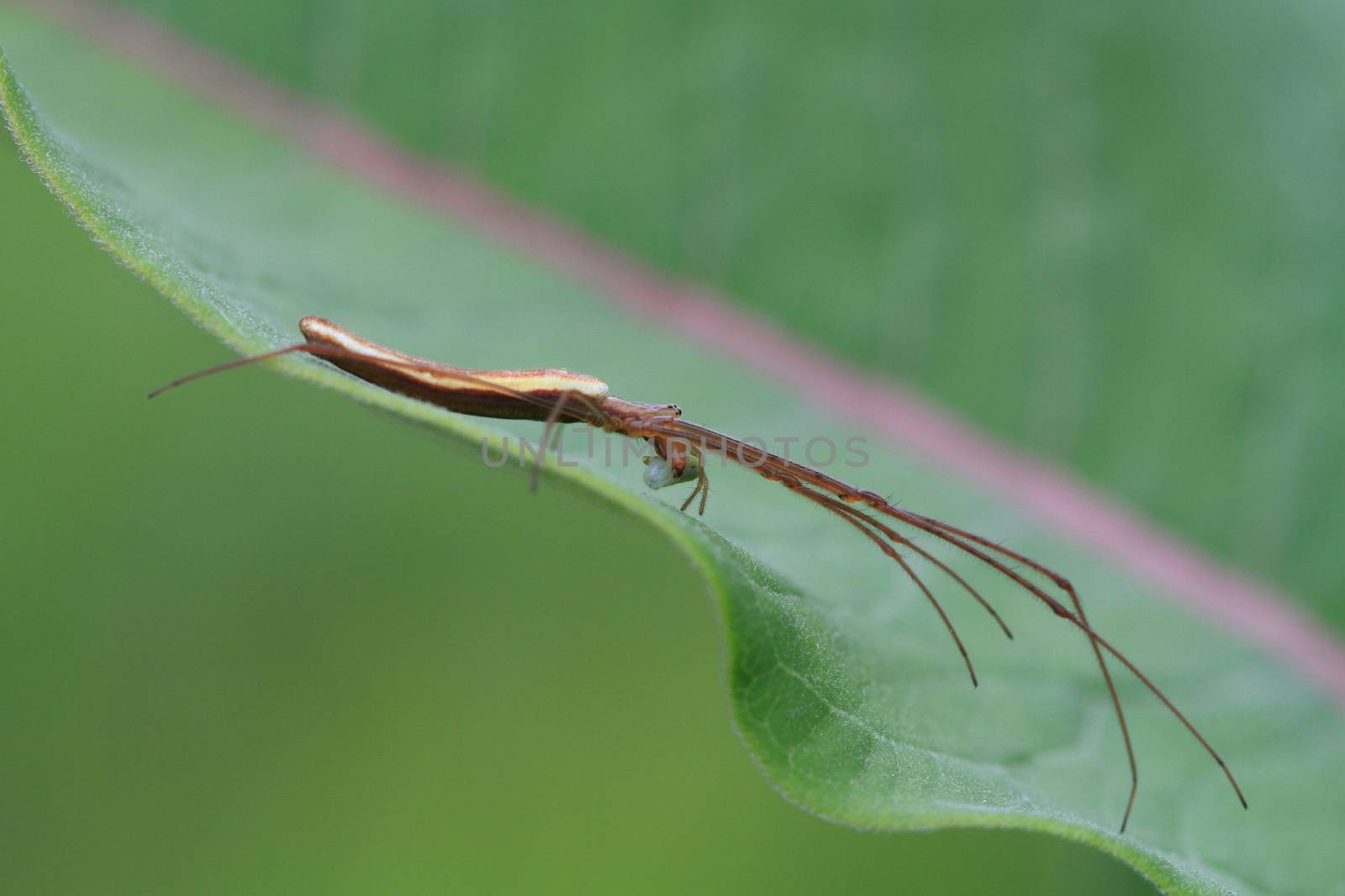 Long-jawed Orb Weaver Spider feeding on prey