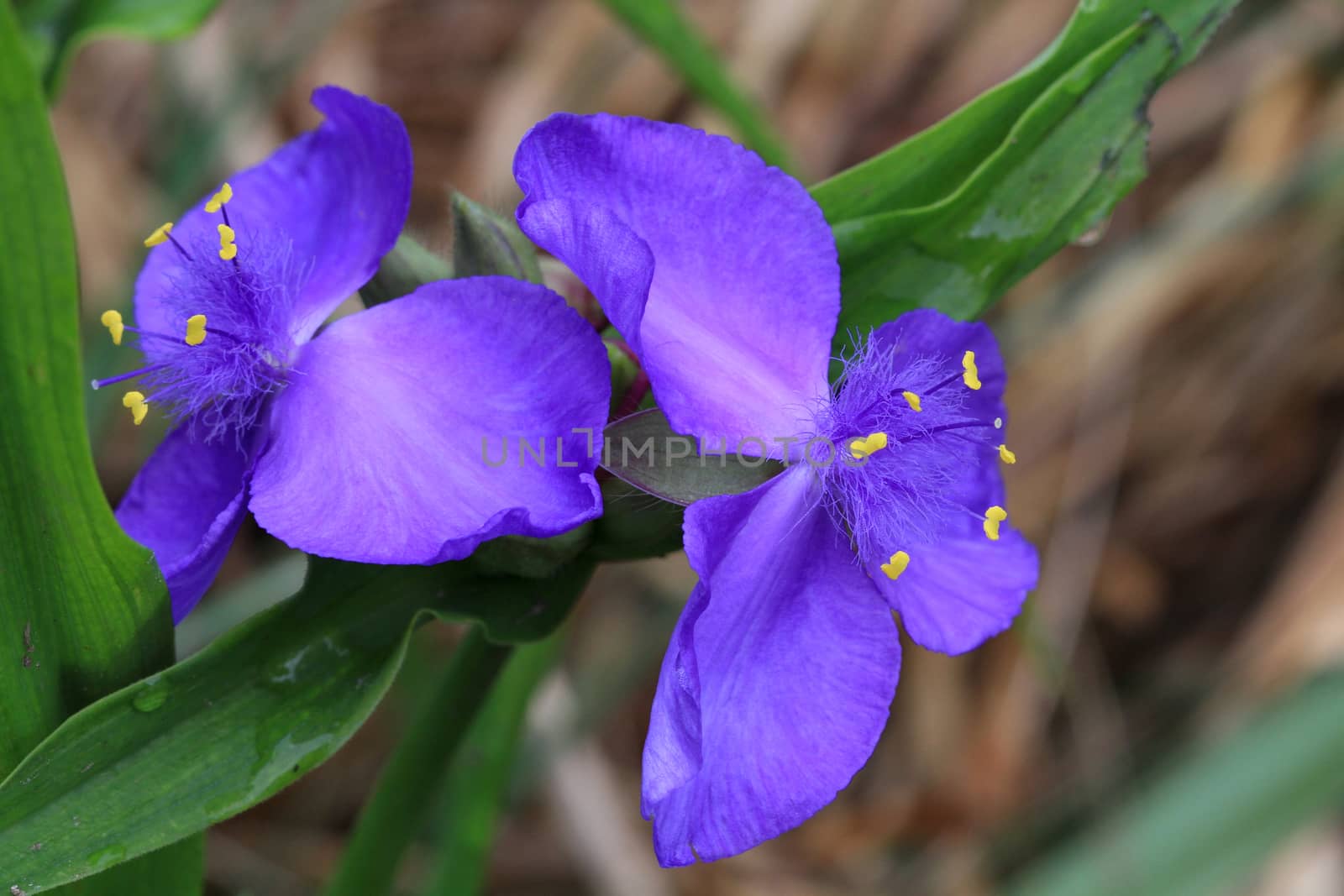 Spiderwort Flower late spring early morning light