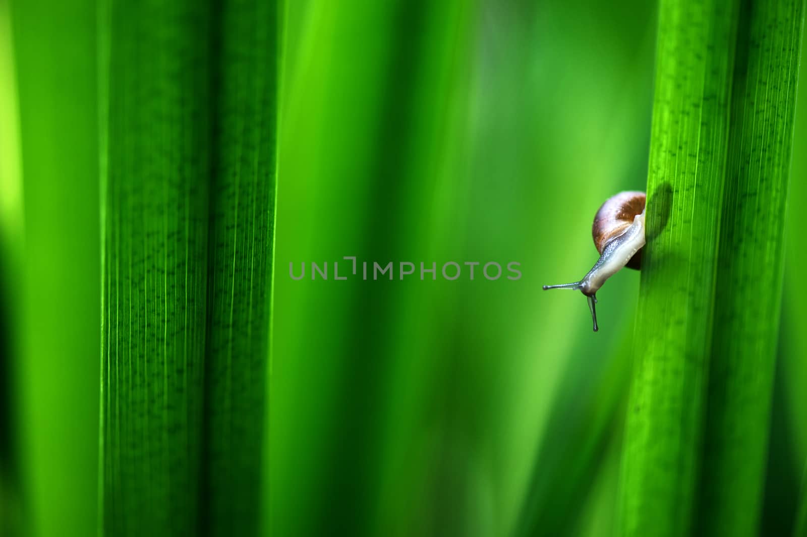 Snail on leaves by FreeProd