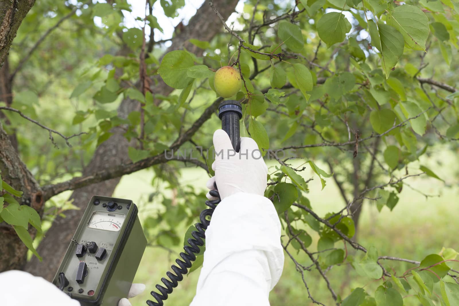 Measuring radiation levels of apricot