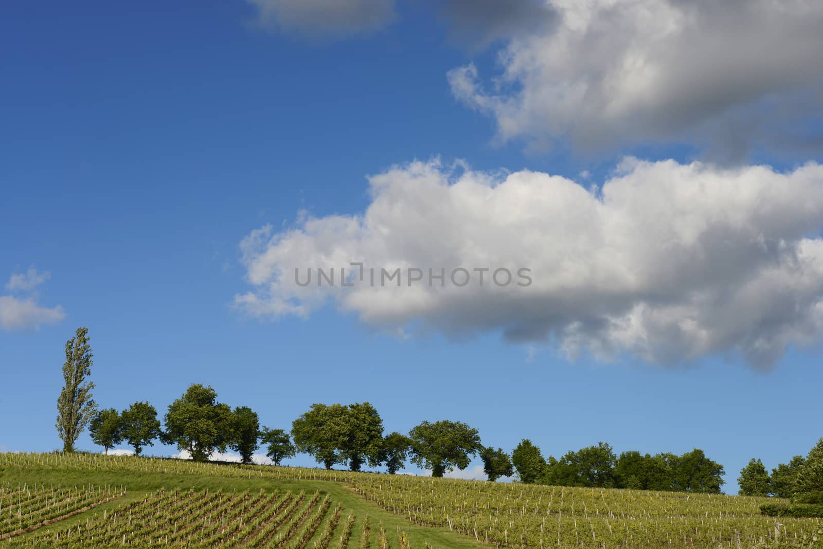 Vineyards in the sunshine-Vineyards of Loupiac, Bordeaux Vineyar by FreeProd