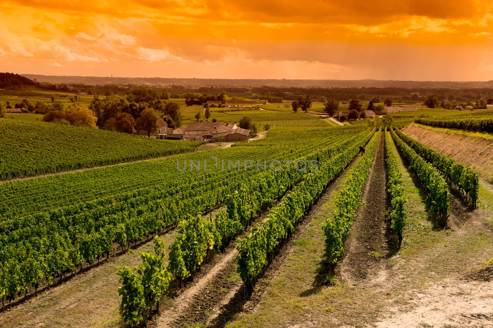 Vineyard Sunrise-Vineyards of Saint Emilion, Bordeaux Vineyards by FreeProd