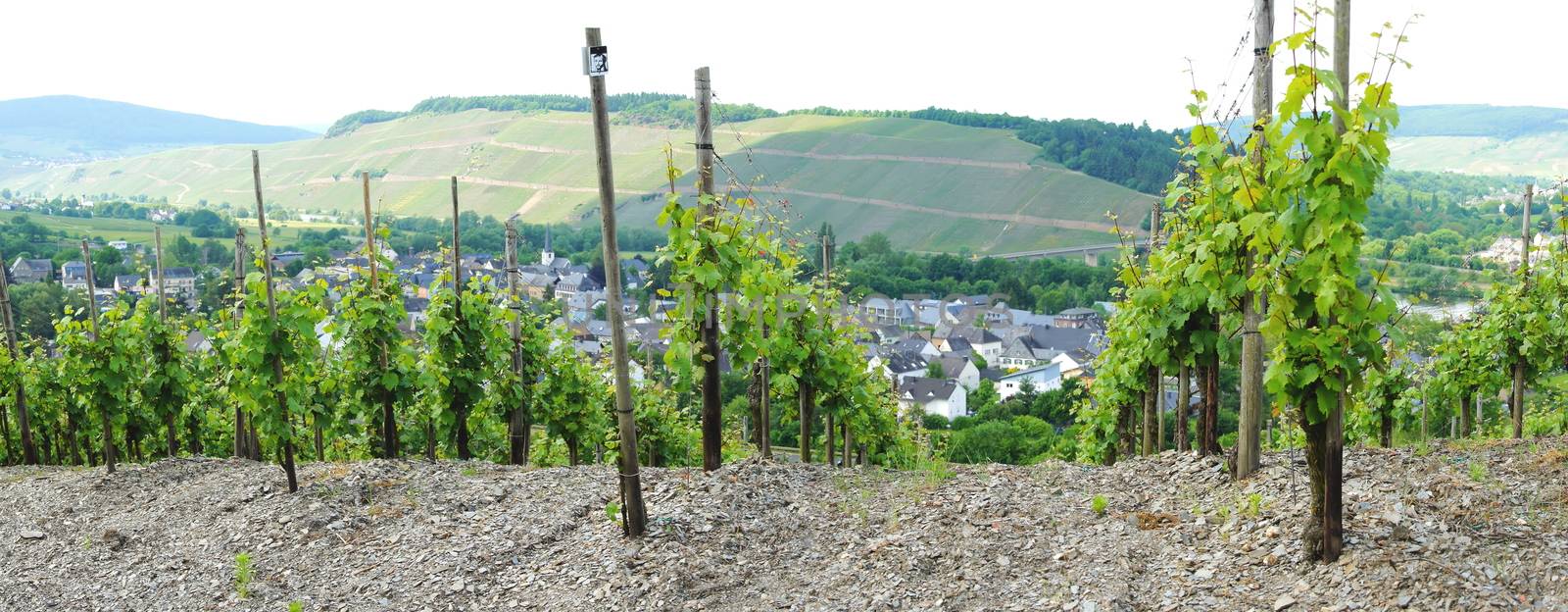 Weinberg bei Mülheim an der Mosel Panorama