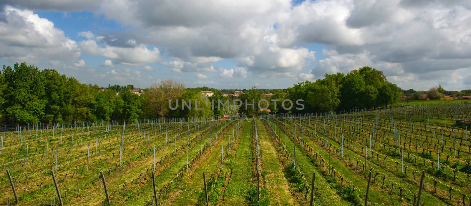 Vineyards in the sunshine by FreeProd