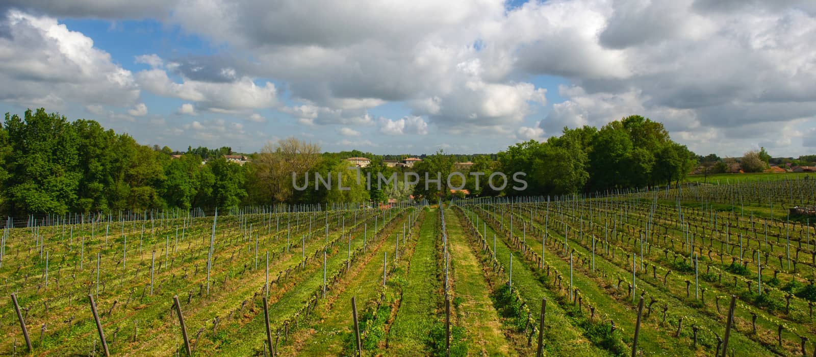 Vineyards in the sunshine