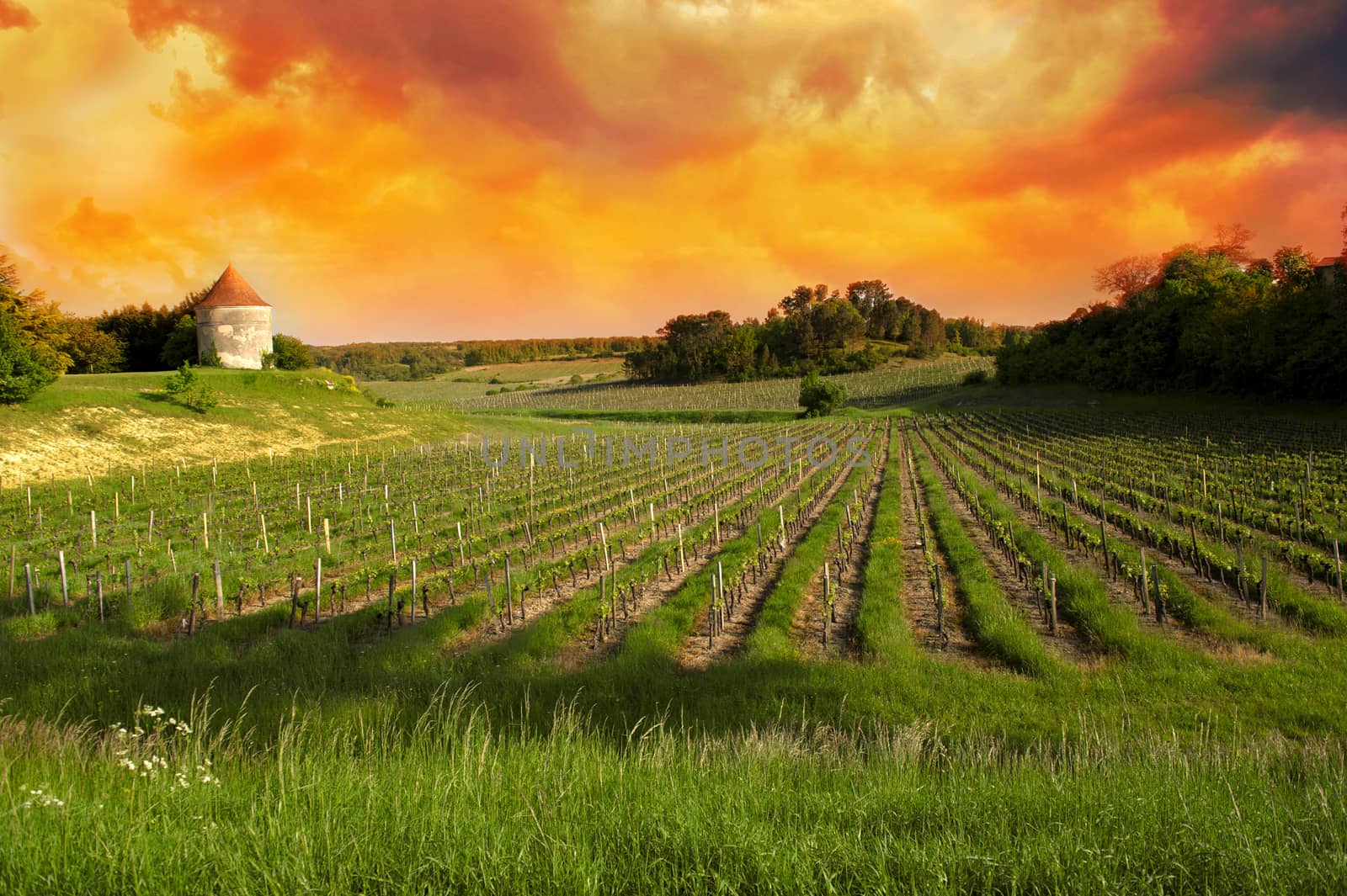 Vineyards of Saint Emilion, Bordeaux Vineyards by FreeProd