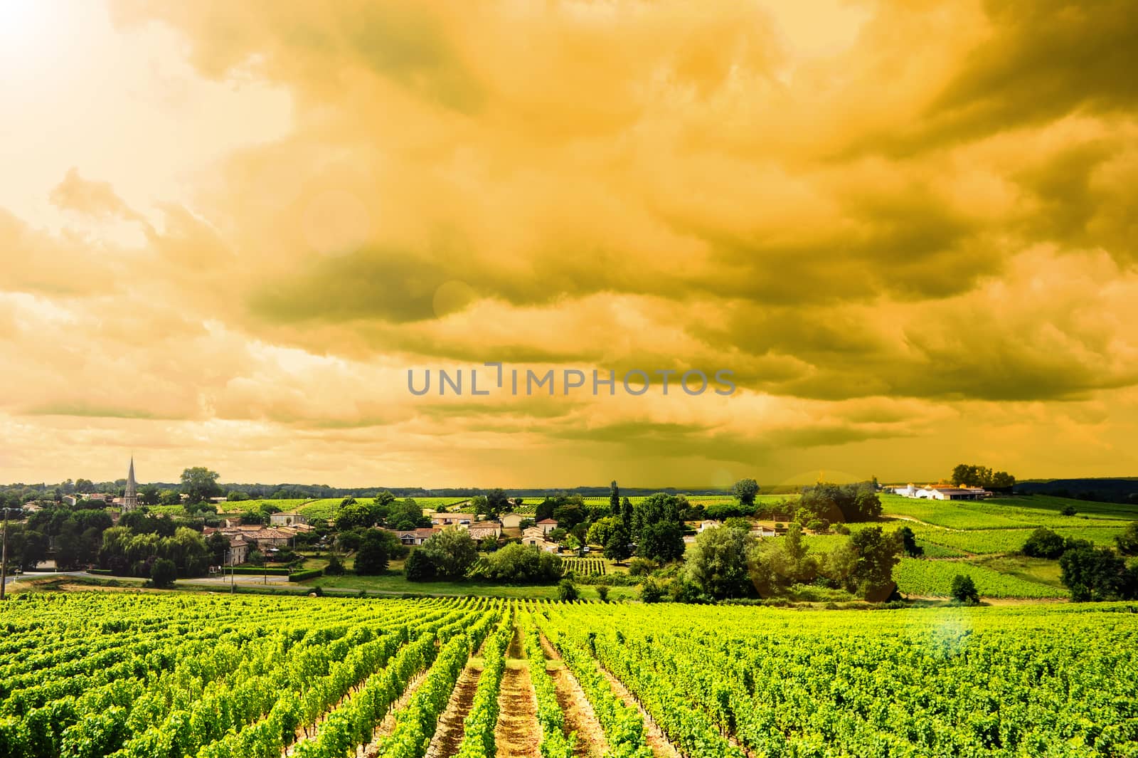 Vineyard Sunrise