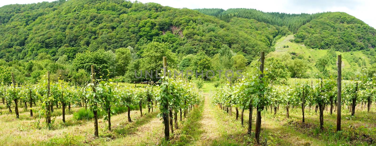 Wald und Weingärten an der Mittelmosel