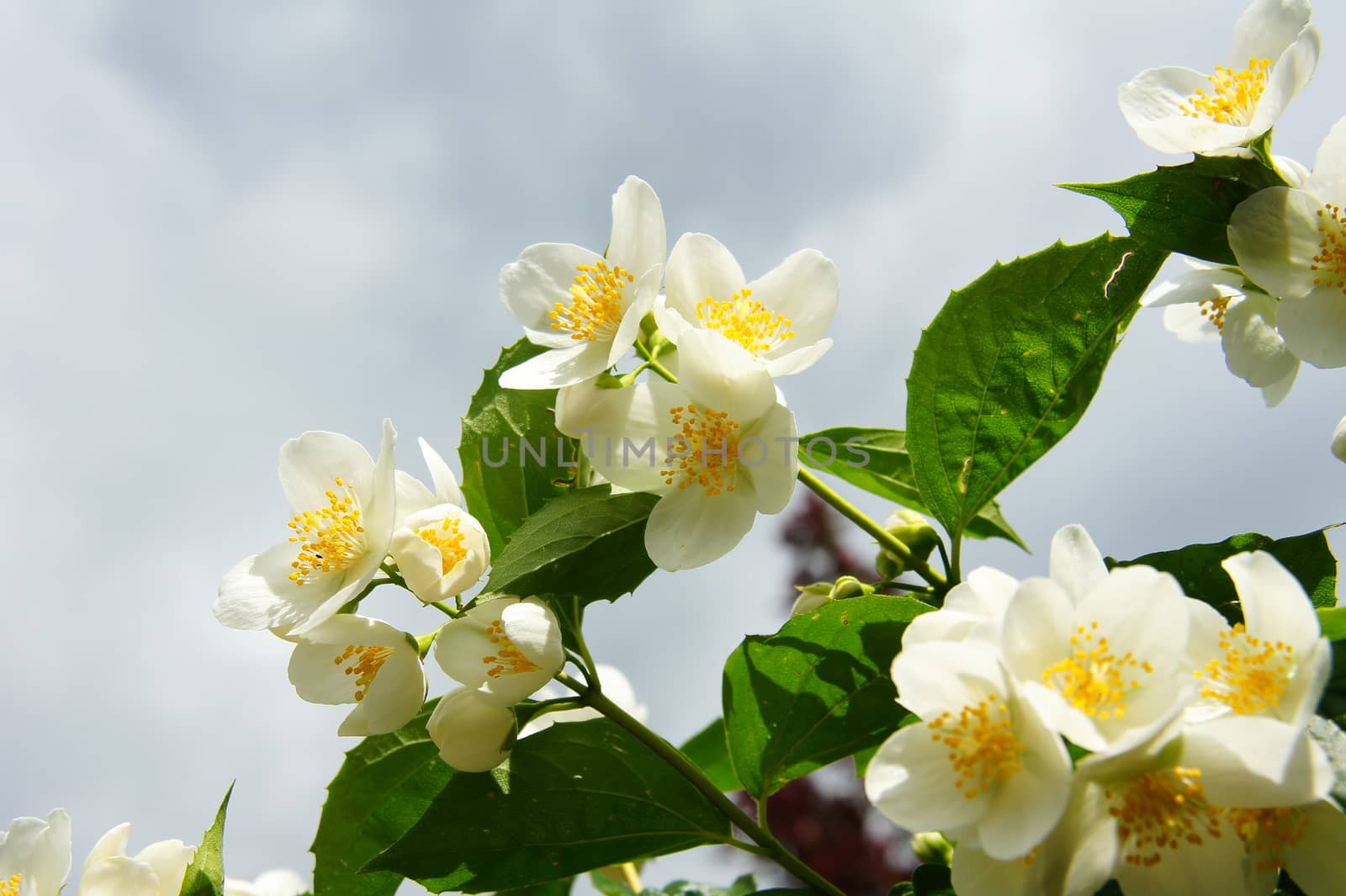 Jasminblüten Makro