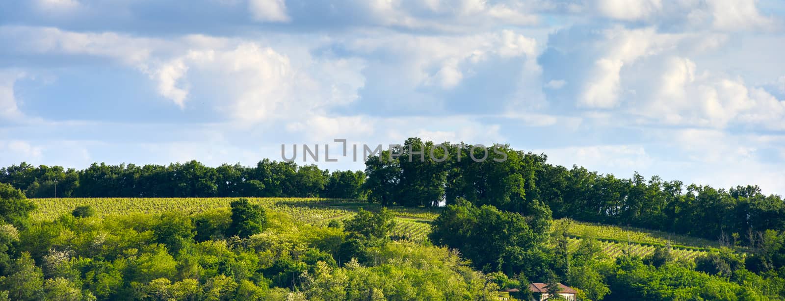 Vineyards in the sunshine-Vineyards of Loupiac, Bordeaux Vineyar by FreeProd