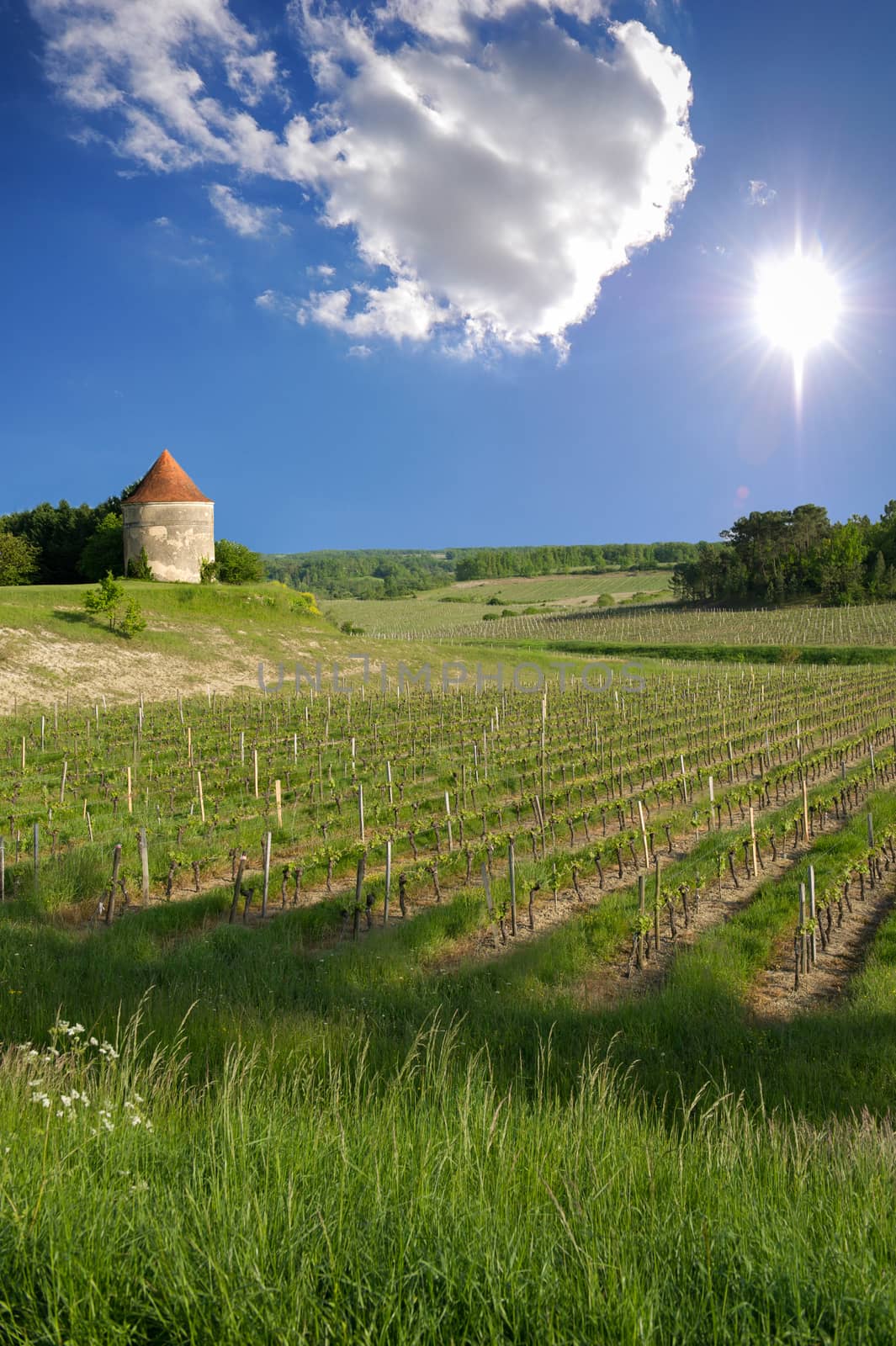 Vineyards of Saint Emilion, Bordeaux Vineyards by FreeProd