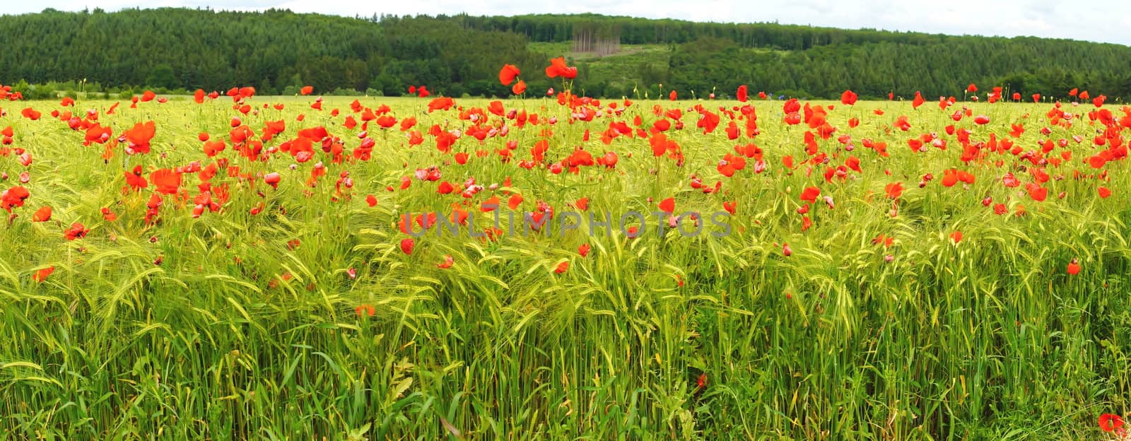 Kornfeld mit Mohnblumen Panorama
