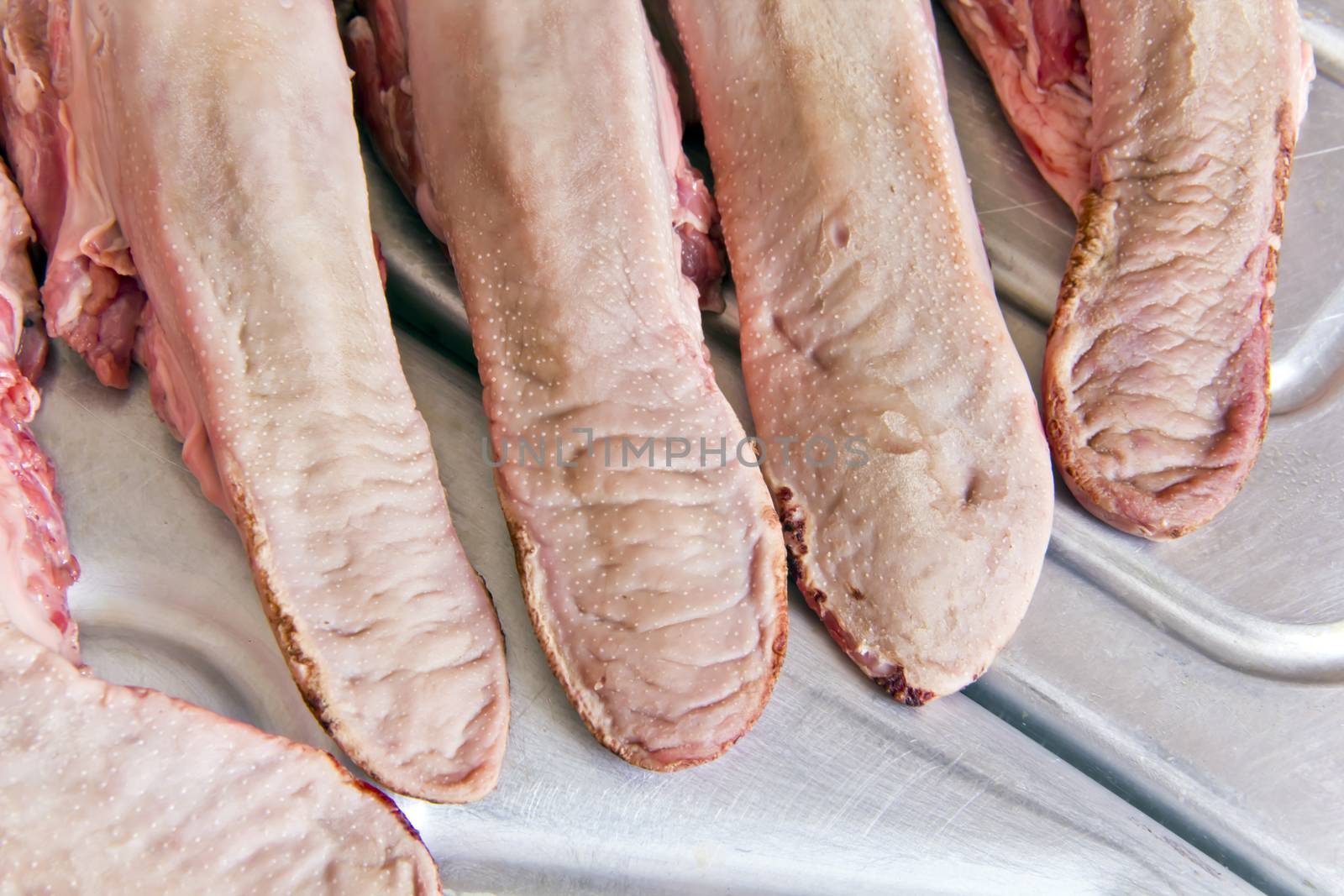 Photo of raw pork tongue on grey background