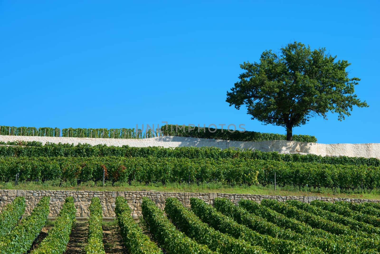 Vineyards of Saint Emilion, Bordeaux Vineyards by FreeProd