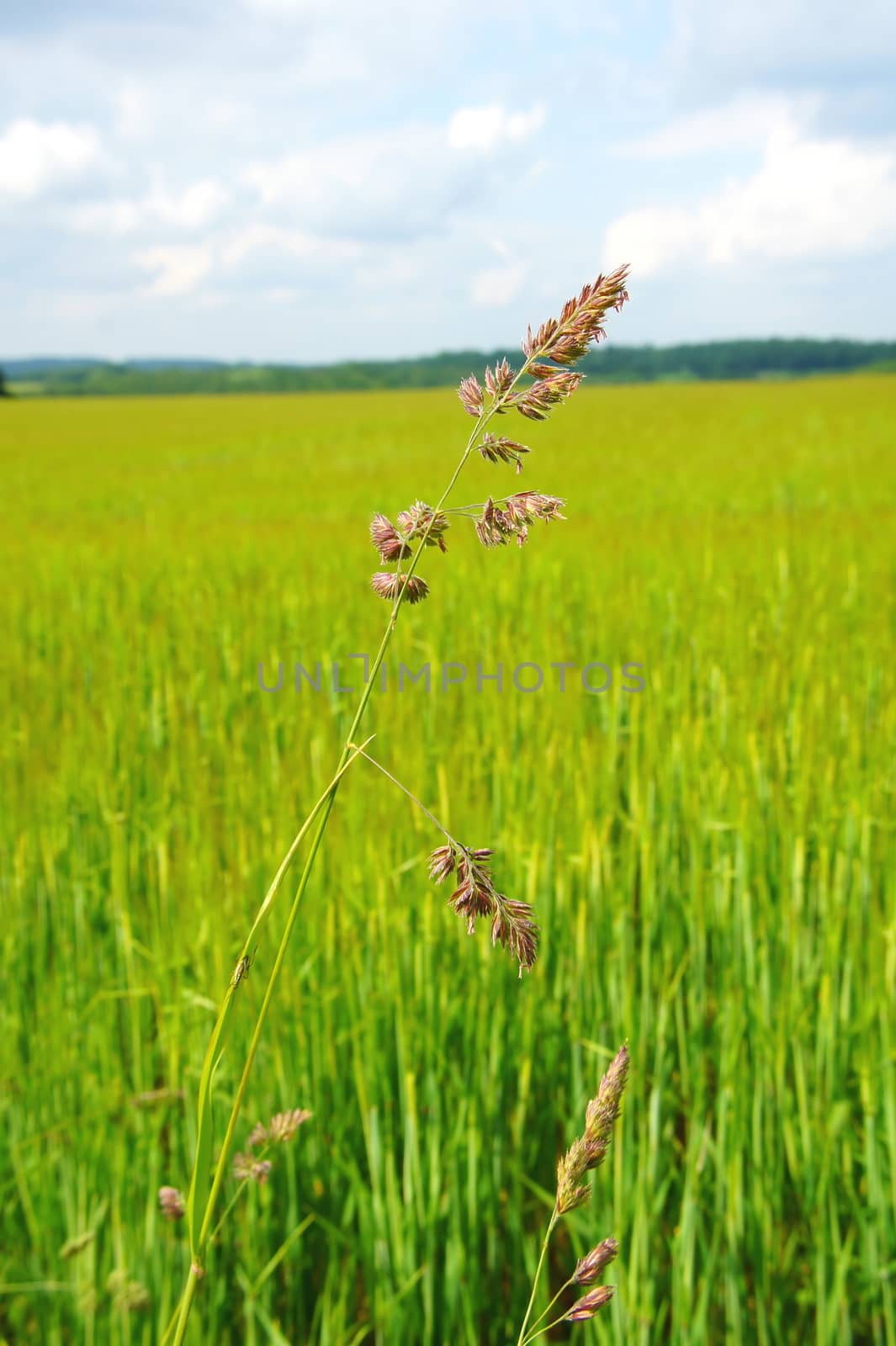 blühendes Wiesenknäuelgras Makro