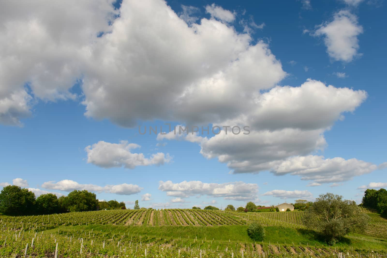 Vineyards in the sunshine-Vineyards of Loupiac, Bordeaux Vineyar by FreeProd