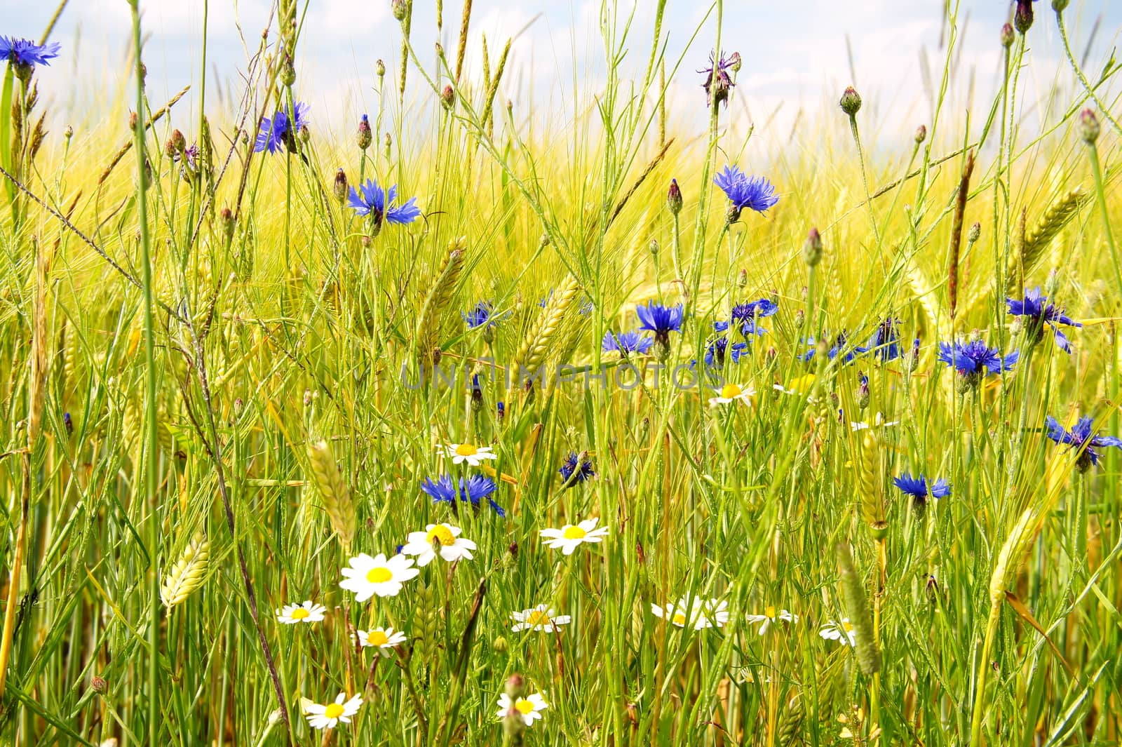 Kornblumen und Kamille im Gerstenfeld
