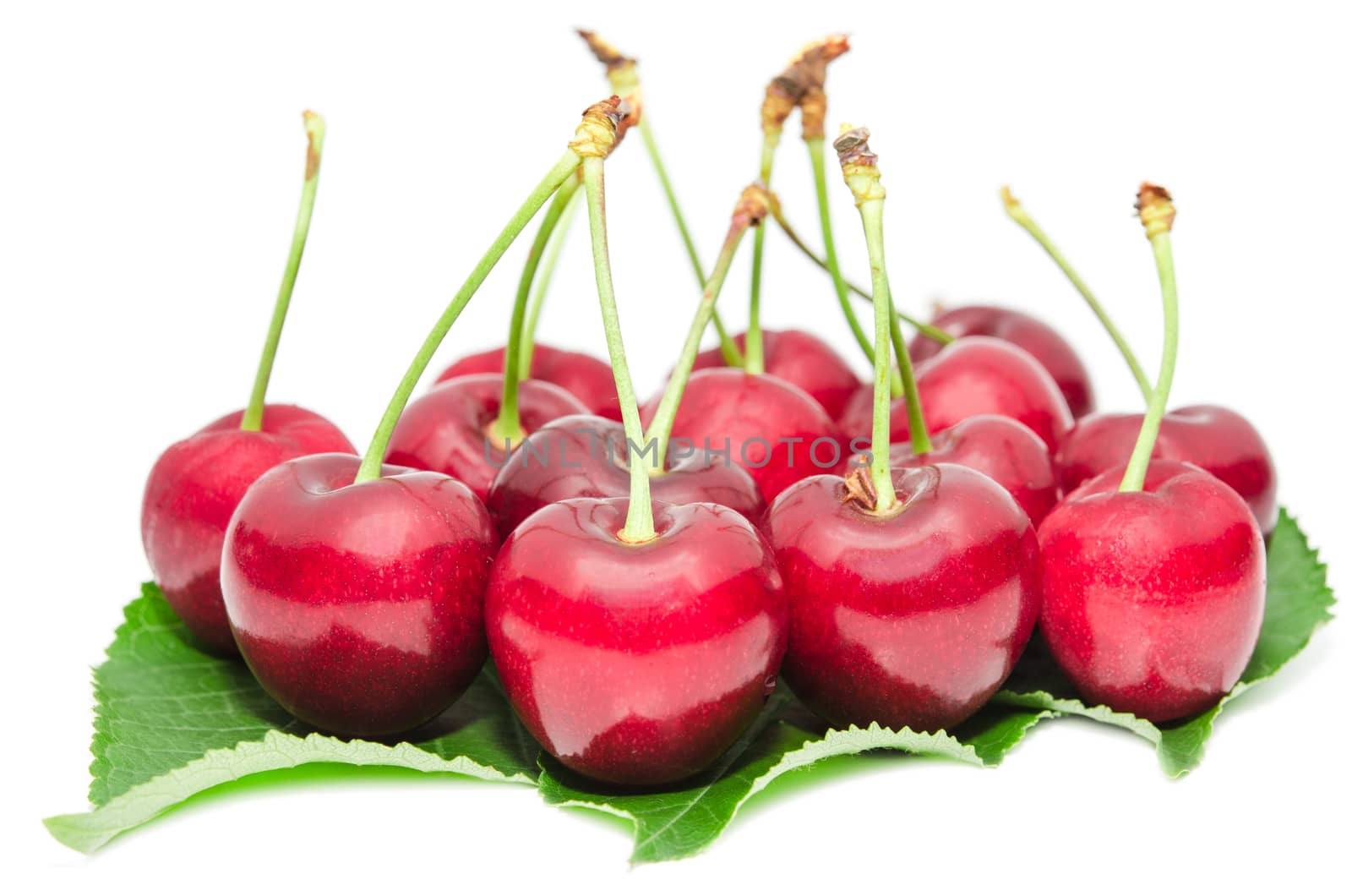 Tasty ripe cherry berries juicy and sweet fruits on green fresh leafage isolated on white