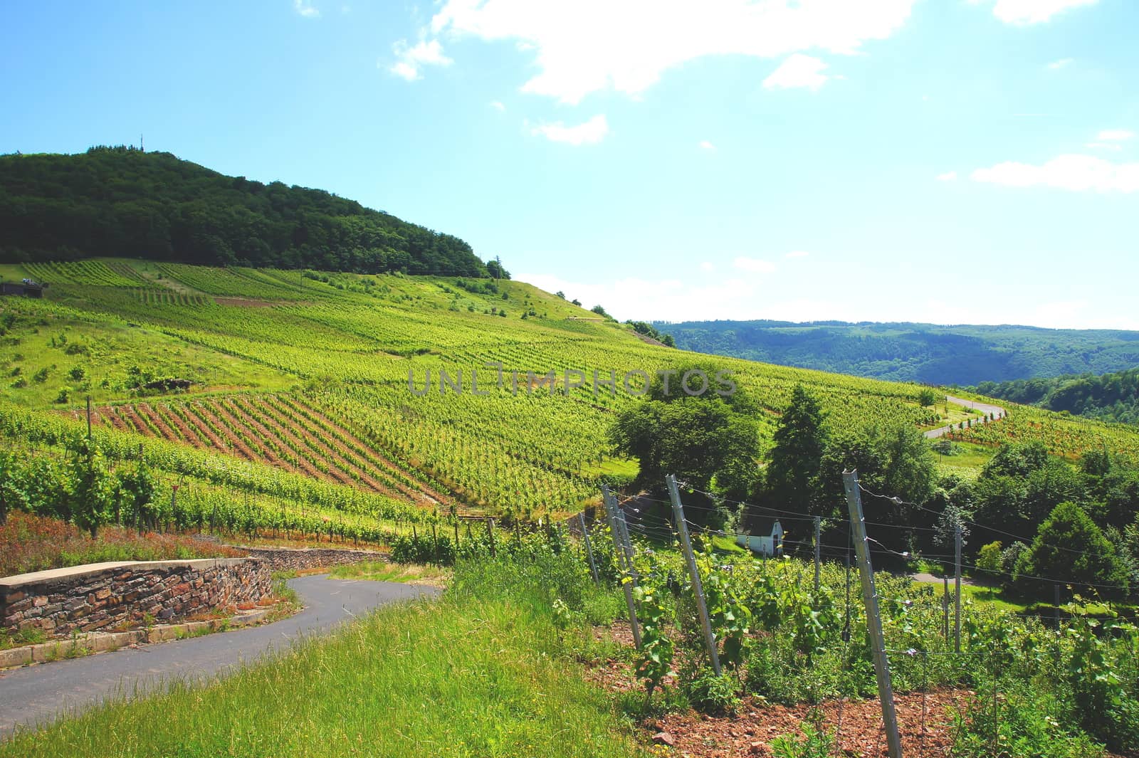 grüne Weinberge bei Mesenich an der Mosel