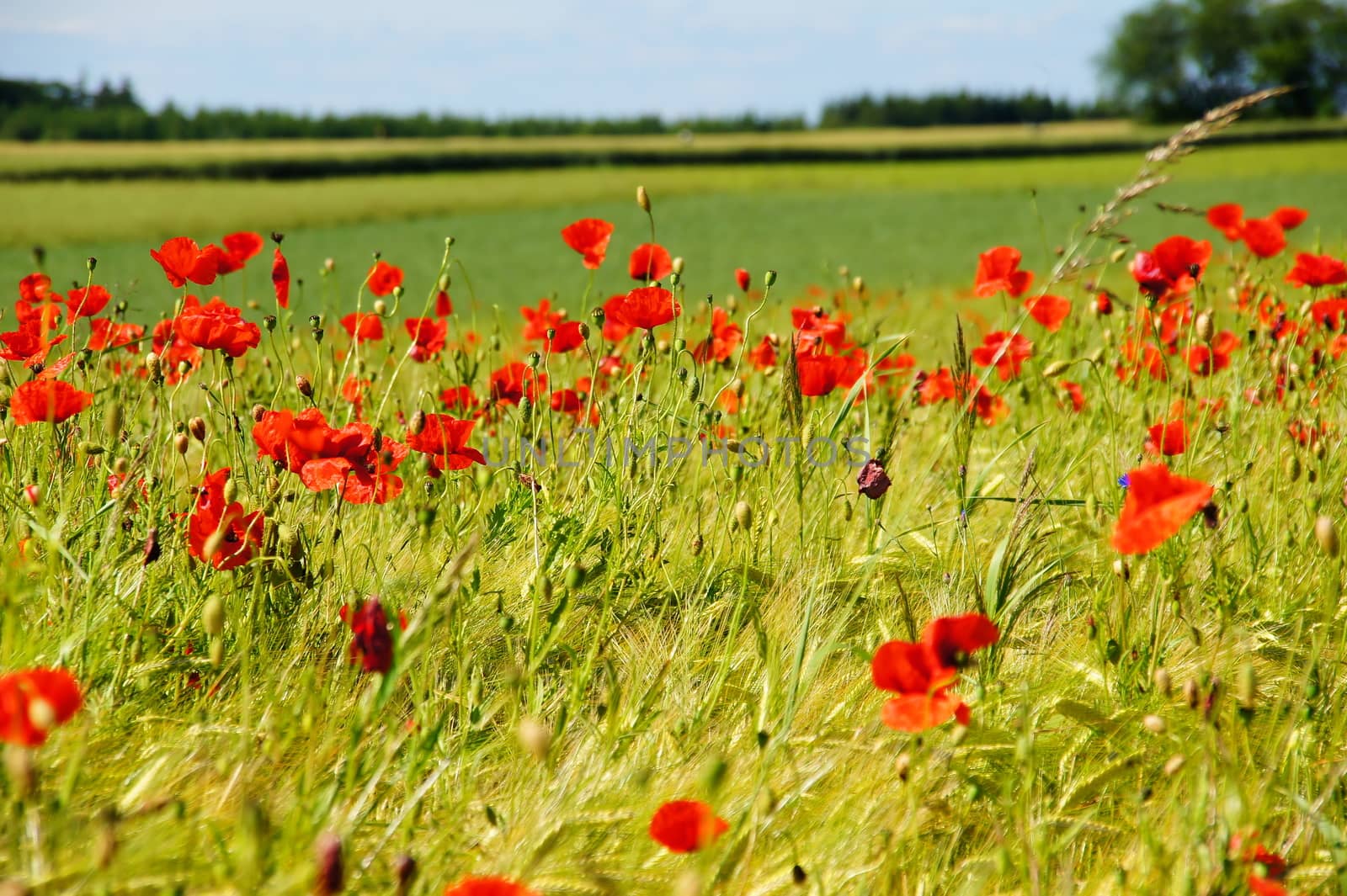 grünes Gerstenfeld mit roten Mohnblumen