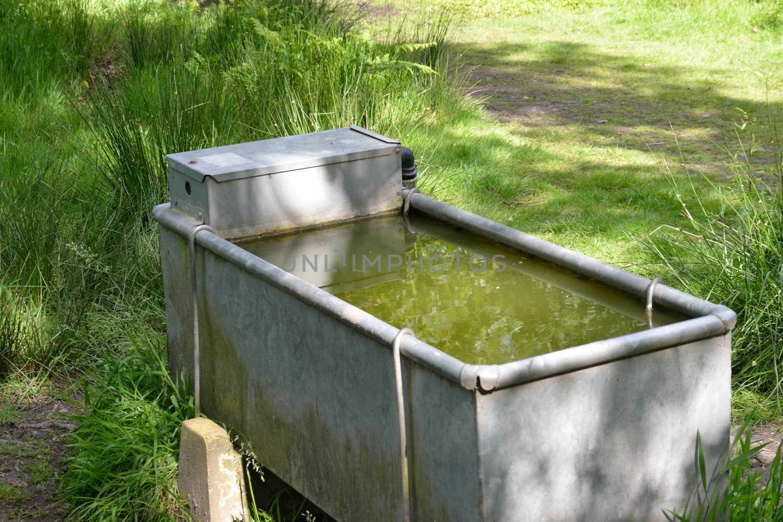 Cattle drinking water  trough